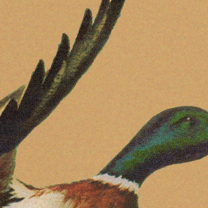 Vintage Flying Mallard Print Retro Outdoors Magazine Screen Print Styled Poster Cabin Cottage Wall Art Waterfowl Duck Hunting Poster for Dad