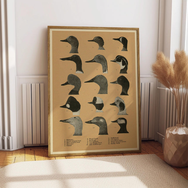 Vintage Duck Identification Poster, Antique Waterfowl Illustration, Rustic Cabin Wall Art, Bird Species Chart, Outdoors Decor Gift