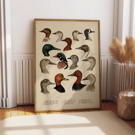Antique Waterfowl Illustration Print, Duck Hunting Poster, Ornithology Wall Art, North American Duck Decor, Duck Head Poster for Bar