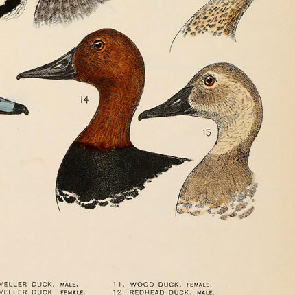 Antique Waterfowl Illustration Print, Duck Hunting Poster, Ornithology Wall Art, North American Duck Decor, Duck Head Poster for Bar
