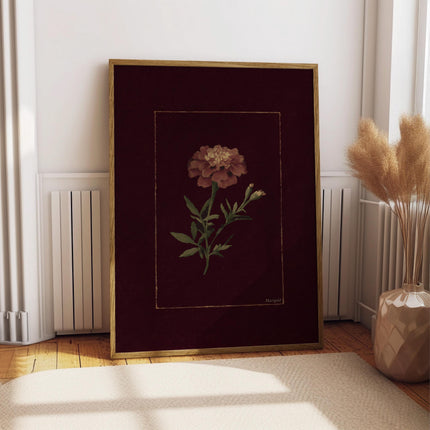 Marigold Art Print, Vintage Marigold Poster, Moody Burgundy Floral Wall Art, Antique Botanical Illustration, Dark Orange Bloom Painting